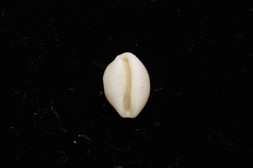 Trivirostra oryza observed 2026-10-02