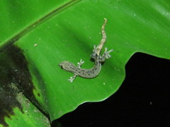 Hemiphyllodactylus typus