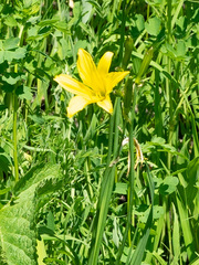 Hemerocallis minor