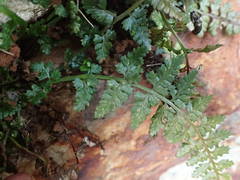 Asplenium foreziense
