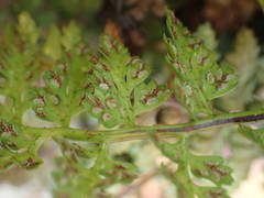 Asplenium foreziense