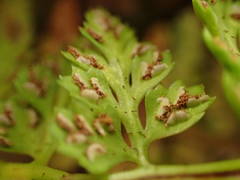 Asplenium foreziense