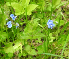 Veronica chamaedrys