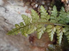 Asplenium foreziense