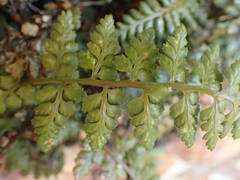 Asplenium foreziense