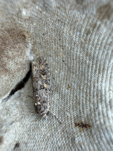 Beet Armyworm Moth