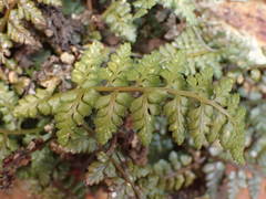 Asplenium foreziense