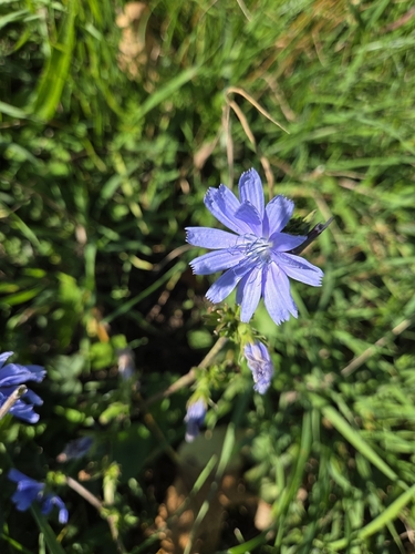 chicory
