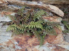 Asplenium foreziense