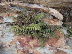 Asplenium foreziense