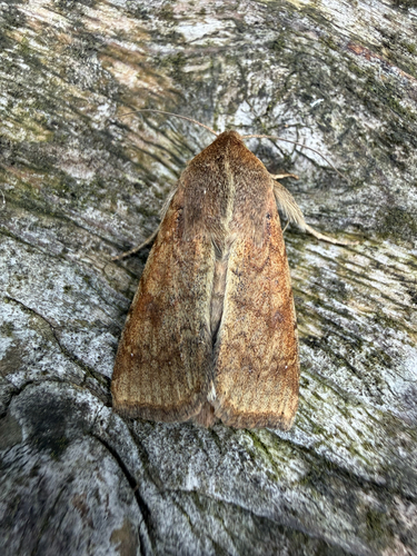 Cotton Bollworm Moth