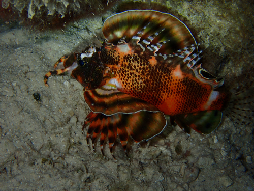 Dendrochirus biocellatus observed 2026-10-02