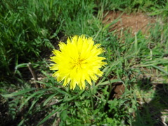 Pyrrhopappus grandiflorus