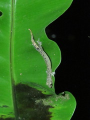 Hemiphyllodactylus typus