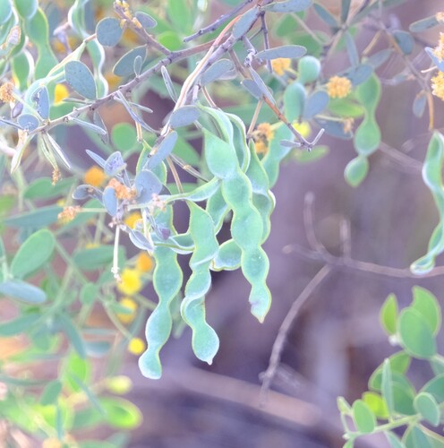 Acacia brachybotrya observed 2026-09-28