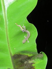 Hemiphyllodactylus typus