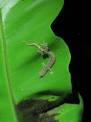 Hemiphyllodactylus typus