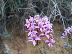 Epidendrum arachnoglossum