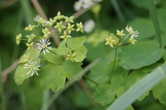 Thalictrum baicalense