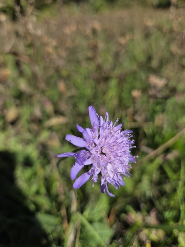Field Scabious