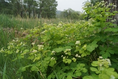 Thalictrum baicalense