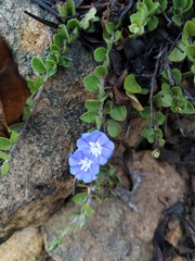 Evolvulus bogotensis