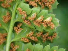 Asplenium foreziense