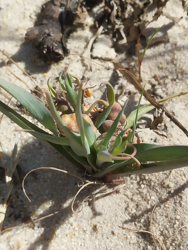 Ornithoglossum viride (Ornithoglossum viride)