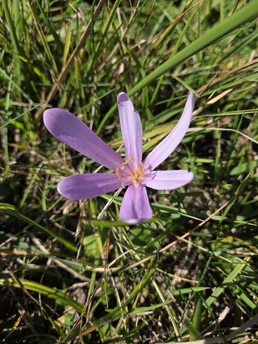 Autumn Crocus
