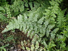 Asplenium foreziense