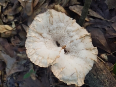 Cymatoderma caperatum