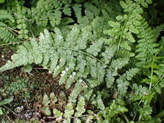 Asplenium foreziense