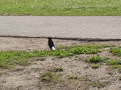 Eurasian Magpie