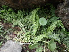 Asplenium foreziense