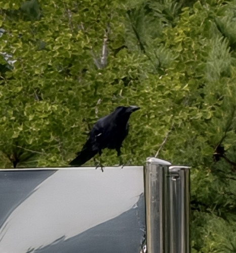 Large-billed Crow