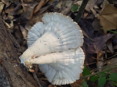 Cymatoderma caperatum