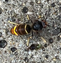 Vespa velutina nigrithorax