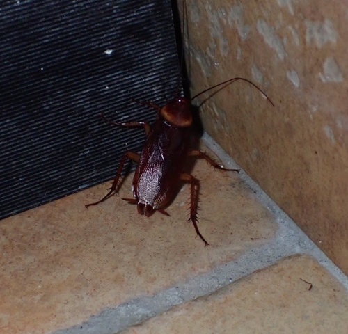 American Cockroach