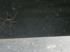 Phoneutria nigriventer