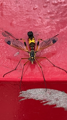 Ctenophora