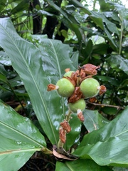 Alpinia hainanensis