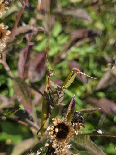 European Mantis