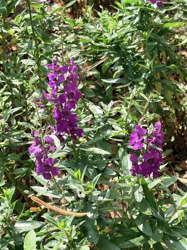 Angelonia gardneri observed 2026-10-03