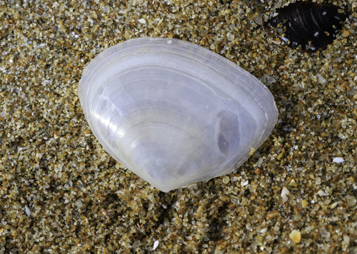 Tellina tenuis, 2026-09-27