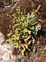 Sedum acre