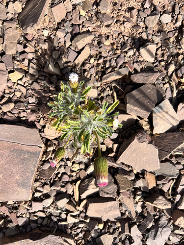 Ixiochlamys cuneifolia, 2026-10-02