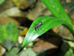 Cylindera kaleea angulimaculata