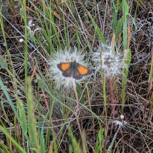 Grassland Copper