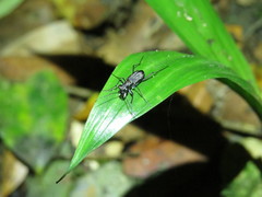 Cylindera kaleea angulimaculata