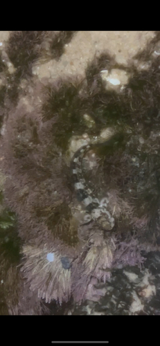 Istiblennius meleagris observed 2026-10-03